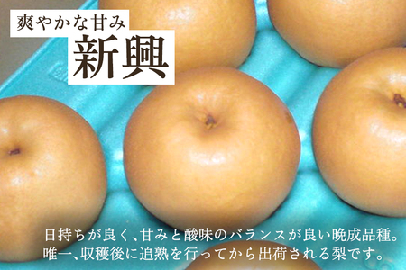 【2024年先行予約】和梨 新興 3kg（5～8玉）《11月上旬から順次発送》 果物 なし しんこう 梨 フルーツ 新鮮 ジューシー 産地 加茂市 樋口農園