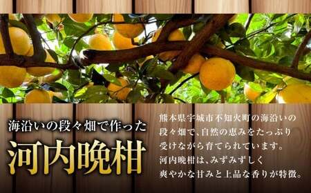 熊本県宇城市不知火町の海沿いの段々畑で作った「河内晩柑」約3kg（約8-9玉） 晩柑 ばんかん 柑橘 くだもの 果物 フルーツ 【2026年4月下旬発送開始】