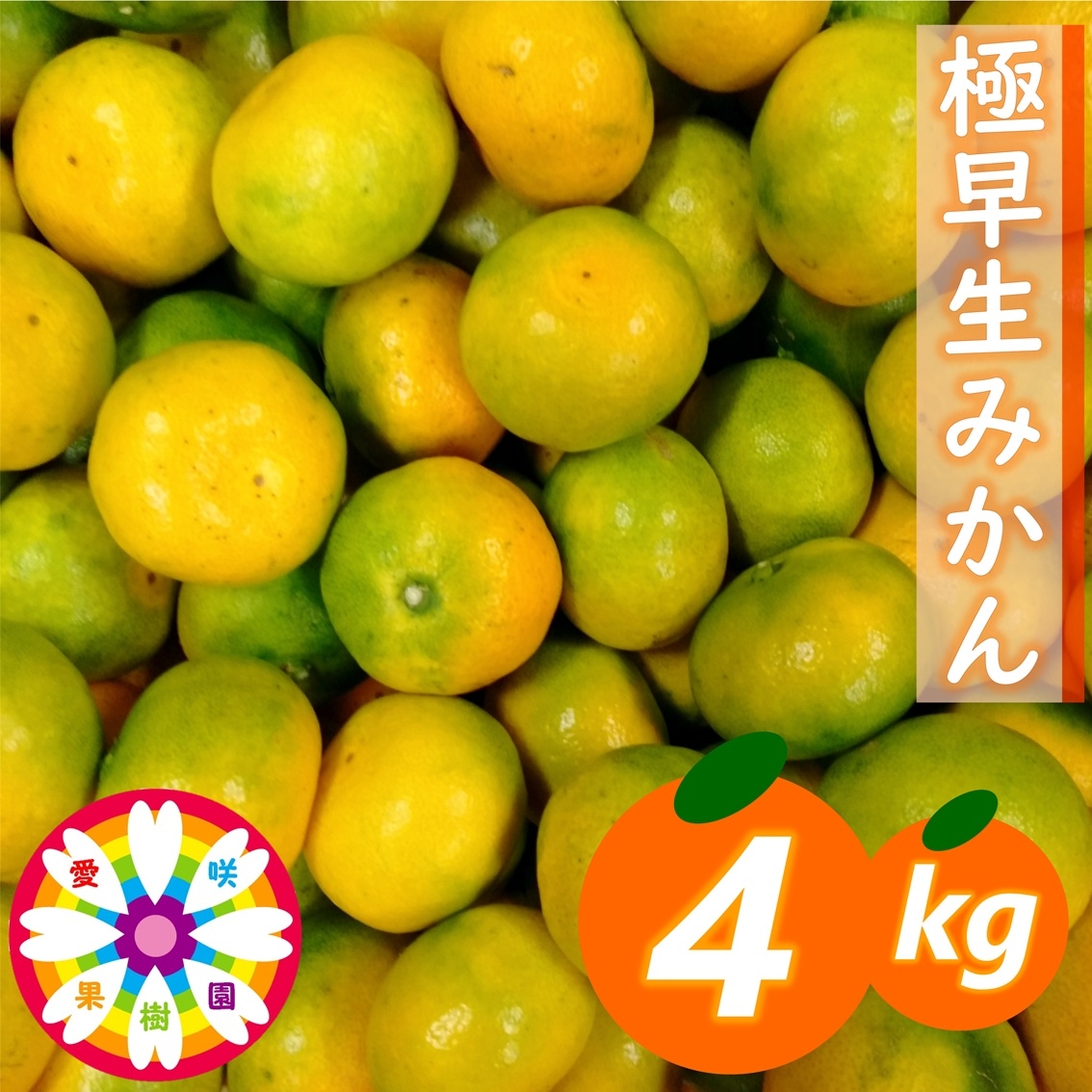 
                  【先行受付】「 極早生 みかん 」約4kg《 愛咲果樹園 》【71-56】YWTS039
                