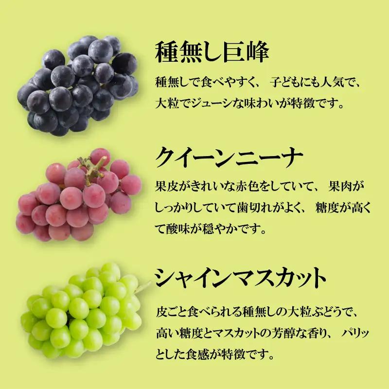 【2026年8月から発送】【先行予約】 2026年発送 旬のぶどう食べ比べお試しセット|ぶどう RYE