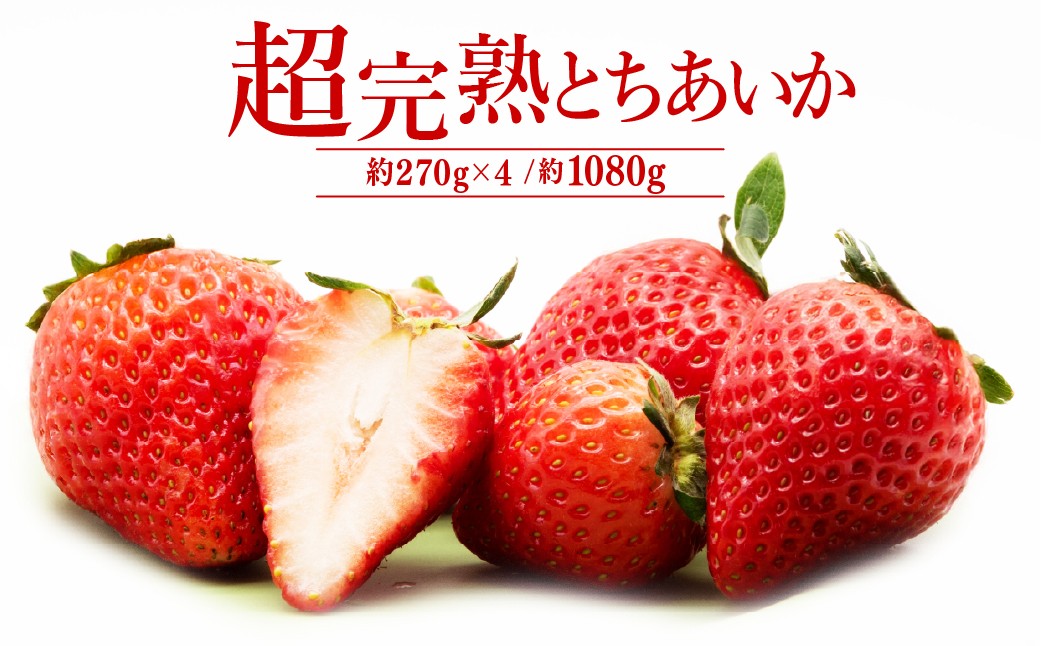 
            【先行受付：選べる発送月】いちご「茂木完熟いちご」　篠崎さんが育てた 朝どれとちあいか レギュラーサイズ 約270g × 4パック 合計 1080g | いちご イチゴ 苺 とちあいか 完熟 果物 フルーツ くだもの 旬 産地直送 栃木県産 篠崎いちご園 栃木県 茂木町
          
