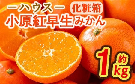＜先行予約！2025年6月下旬以降順次発送予定＞香川県産 ハウス小原紅早生みかん(約1kg/化粧箱) ミカン 早生みかん フルーツ 産地直送 新鮮 果物 ふるーつ 旬 人気 お取り寄せ 【man072】【Aglio nero】