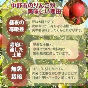 サンふじ 小玉 10kg 43～50玉【1587842】