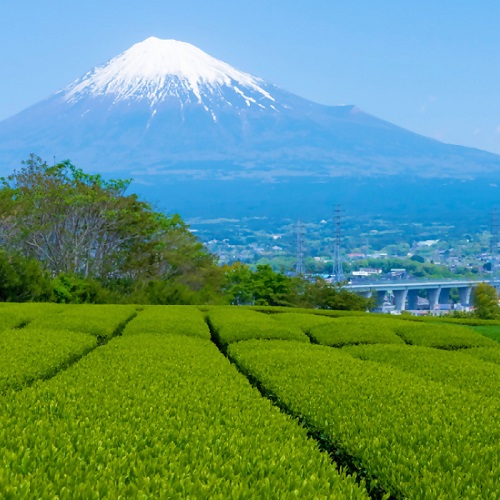 0017-100-01 特上煎茶 100g×3袋 箱入り 堂ヶ谷戸製茶