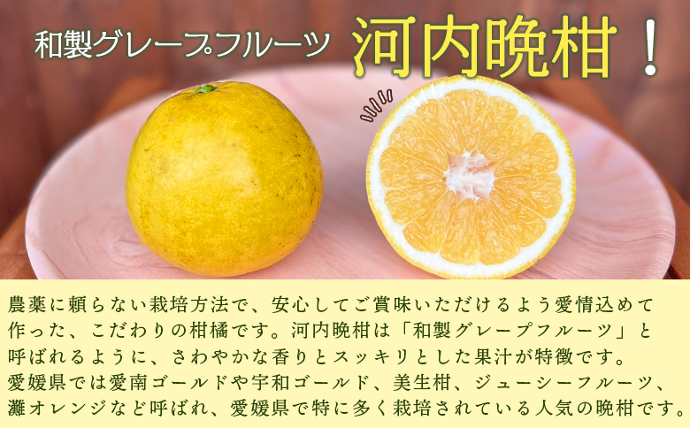 ＜【4月発送】旬をお届け！河内晩柑 約6kg＞ みかん ミカン 蜜柑 果物 柑橘類 果実 オレンジ フルーツ かわちばんかん カワチバンカン 特産品 明浜産 二ノ宮商事 愛媛県 西予市