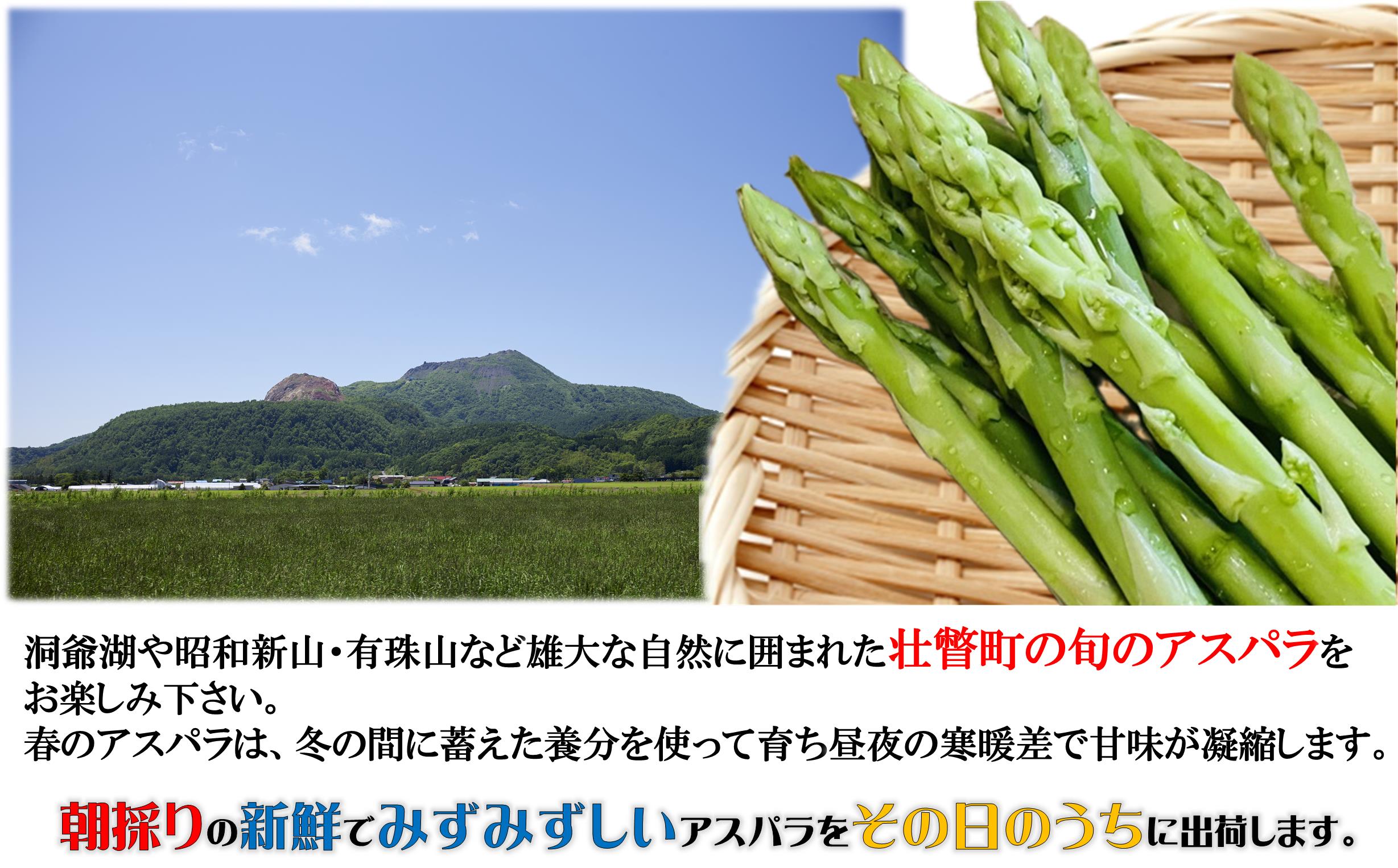 ＜2026年5月中・下旬よりお届け＞北海道壮瞥産「ファーム横山」朝採れ直送　グリーンアスパラ約1kg（Ｍ・L混合） SBTM001
