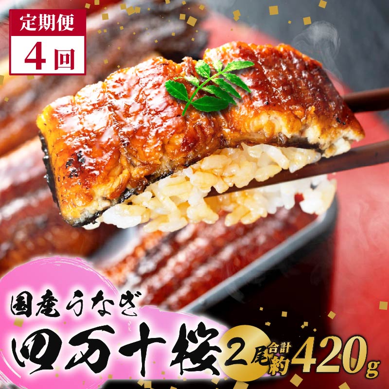 【通常用】【4回定期便】極上国産うなぎ四万十桜　蒲焼き約210g✕2尾|うなぎ 鰻 蒲焼き 定期便 国産 四万十鰻 白焼き 調理済み タレ付き 頒布会 ギフト（お歳暮/お正月）高級 お取り寄せ グルメ