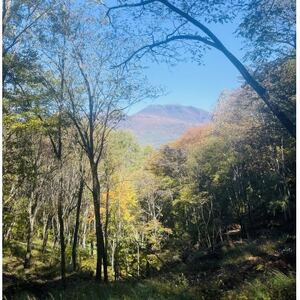 林業芸術社 乾燥薪(広葉樹約45cm /約50kg分/中割り～)【複数個口で配送】【4081578】