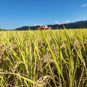 令和7年産コシヒカリ精米5kg｜ コシヒカリ ご飯 白米 千曲市 長野県 信州