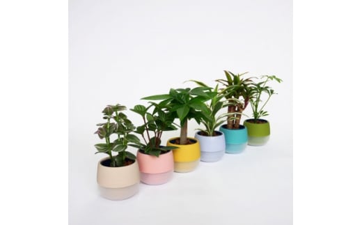 リトルビビスモーキー6個&栄養剤セット＜オススメの観葉植物でお届け＞【1324919】