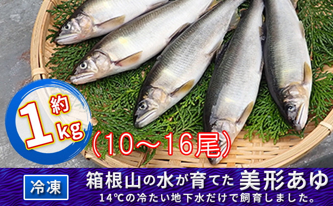 
箱根の水が育てた美形あゆ【冷凍 約1kg（10～16尾）】 [№5812-0319]
