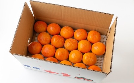 【先行予約】江藤農園 富有柿 16玉から19玉(約5kg) 2025年11月中旬から11月下旬 出荷予定