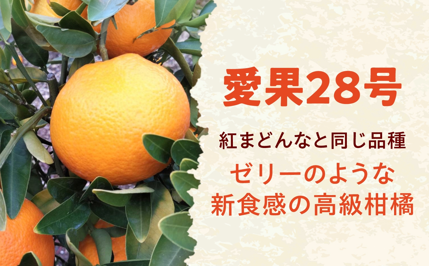 柑橘 蜜柑 みかん ミカン 愛果28号 紅まどんな 訳あり 3kg 小玉 愛媛
