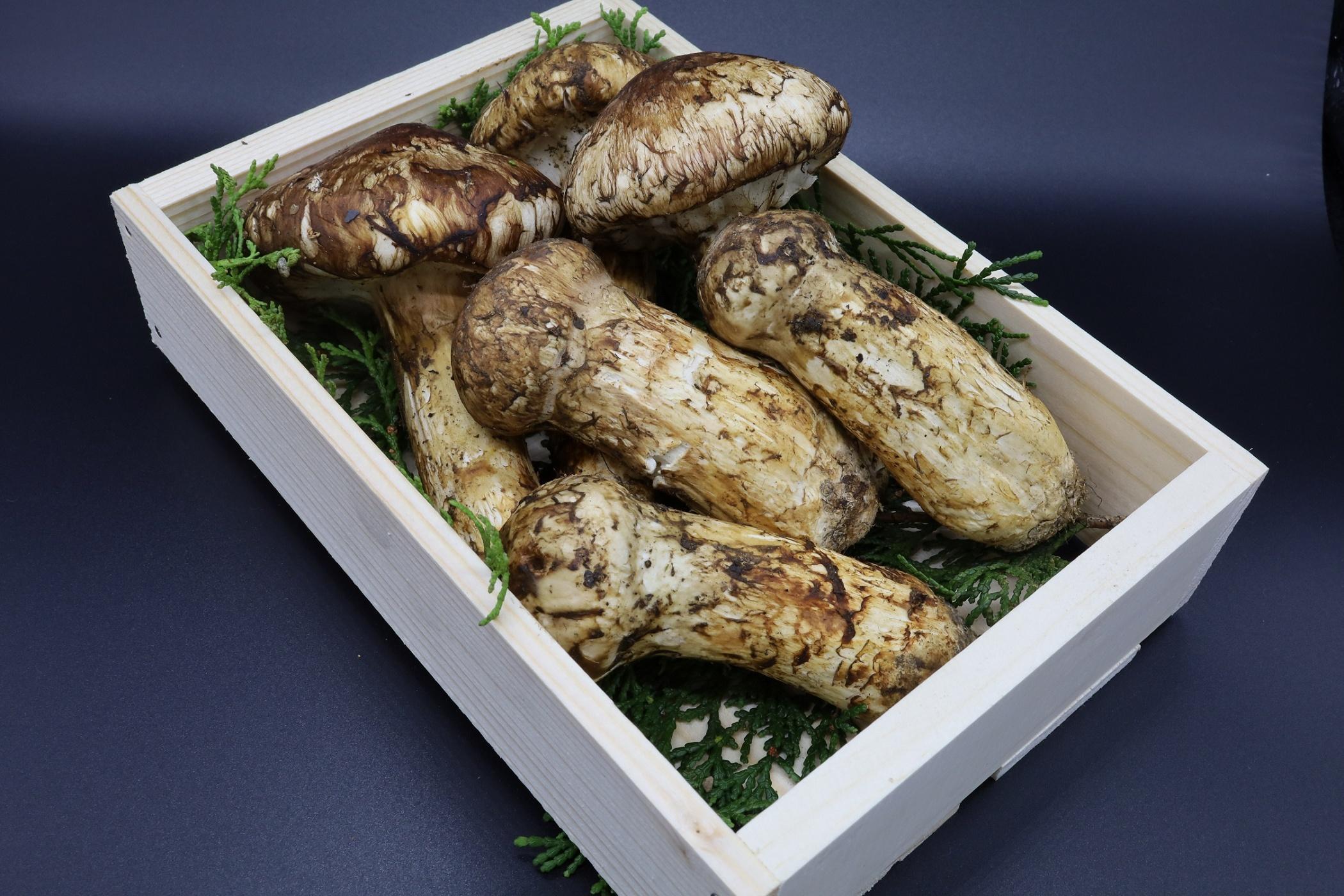 和歌山県産 香り高く希少な国産 松茸 約300g【2026年10月中旬頃より順次発送】【OKT2】