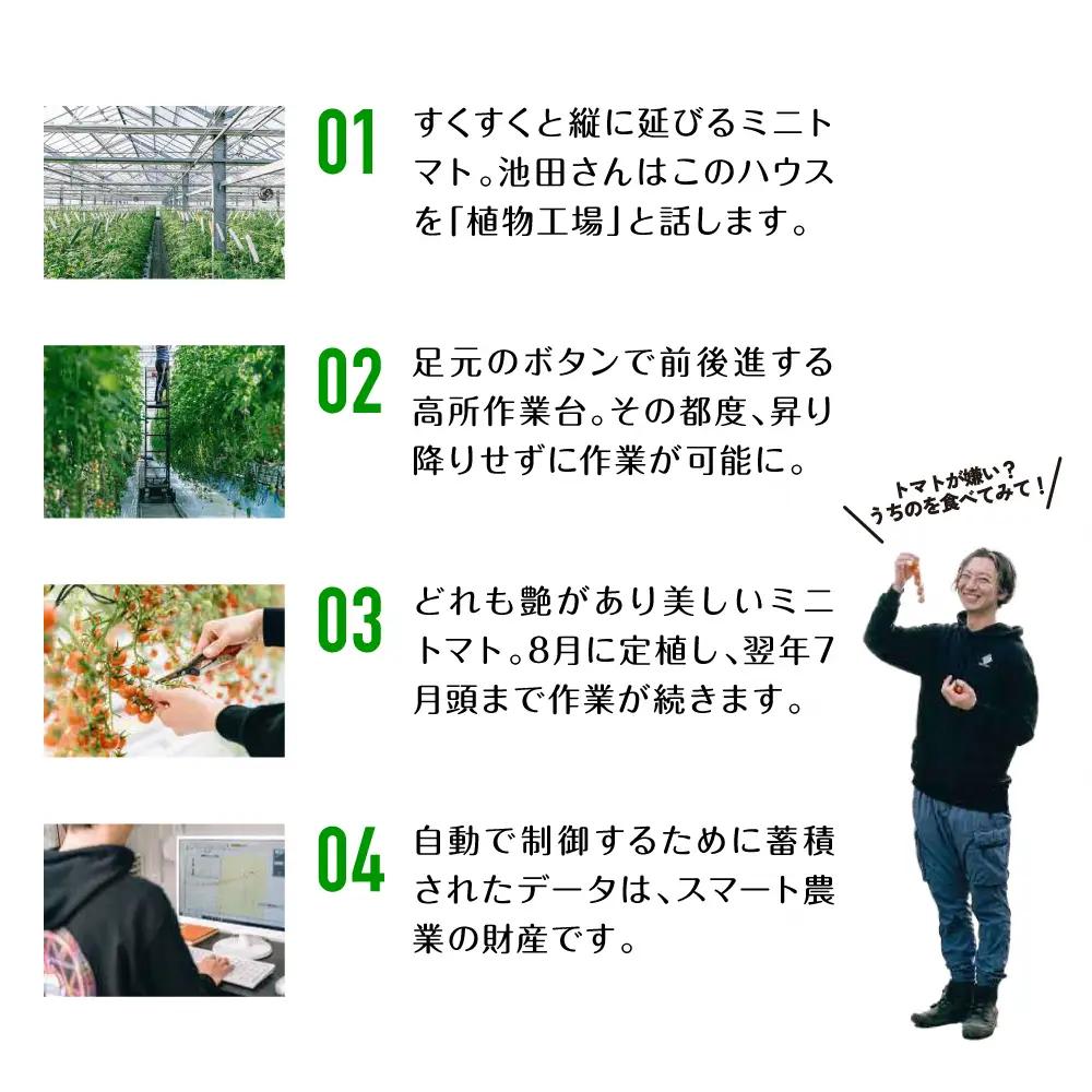 ミニトマト 【先行予約】 嫁がうまいと言う日まで 800g 【2026年12月上旬より順次発送】 ミニトマト