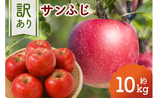 訳あり りんご （サンふじ） 約10kg