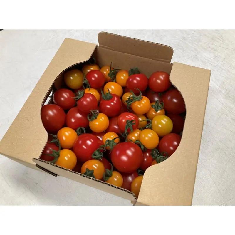 【トマト】カラフルミニトマト 1kg