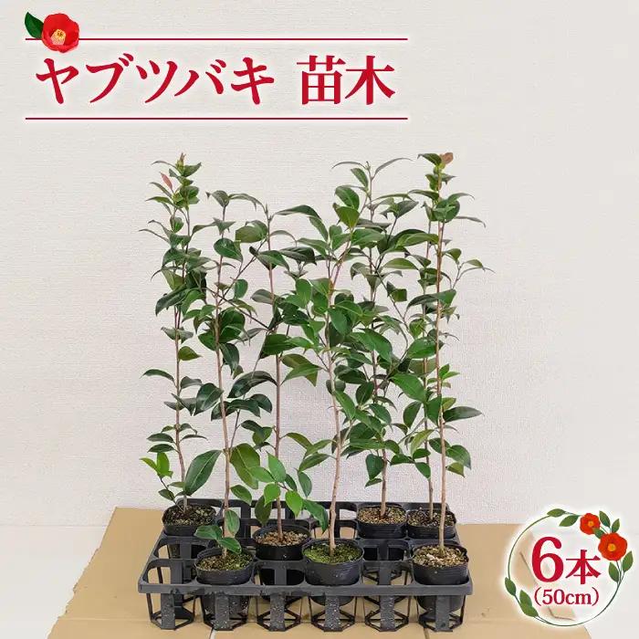ヤブツバキ 苗木50cm×6本[RBJ002] 椿 つばき ツバキ 苗木 椿 つばき ツバキ 苗木 椿 つばき ツバキ 苗木 椿 つばき ツバキ 苗木 椿 つばき ツバキ 苗木九州 長崎