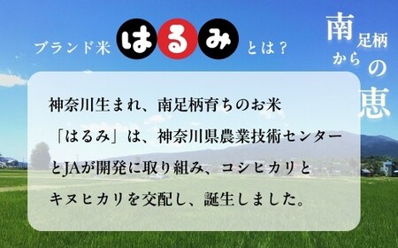 令和7年 新米 南足柄産のブランド米「はるみ(精米)」 5kg×4袋 計20kg＜出荷時期：2025年10月末頃より順次出荷予定＞【 新米 新米予約 7年産 お米 神奈川県 南足柄市 】