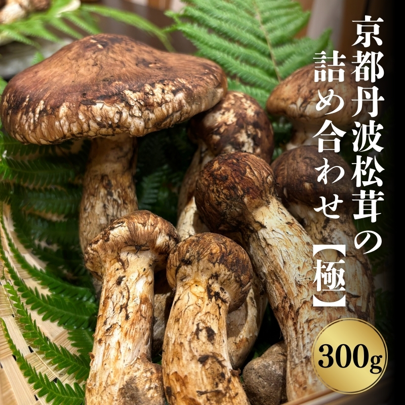 京都丹波松茸の詰め合わせ 300g【極上】まつたけ 数量限定 期間限定 きのこ 秋 天然 国産 国内産 京都府 南丹市　※2025年10月中旬以降順次発送