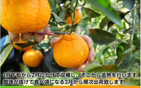 タカじいの 不知火 ( しらぬい ） 3kg / デコポン 甘い 和歌山 有田 柑橘 ※2027年3月上旬〜3月下旬に順次発送 【krs010-r-3A】