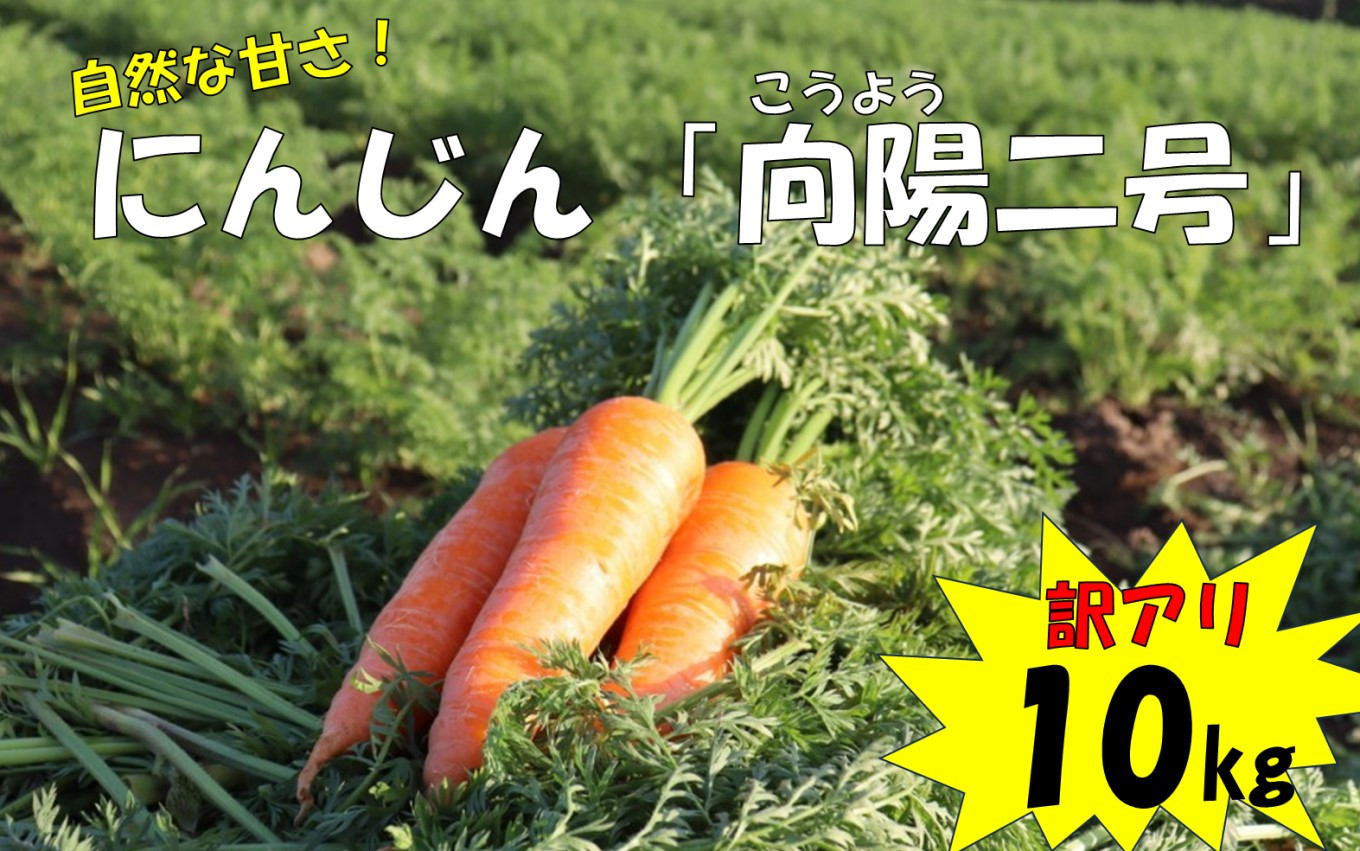 
                  ZS-741 【季節限定】【訳アリ】農家直送 人参 向陽二号 10kg
                