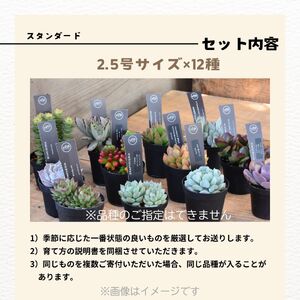 八ヶ岳育ち 多肉植物 スタンダードコレクション ラベル付き おまかせ詰合せ 2.5号 12鉢 インテリア多肉植物 おしゃれ多肉植物 ギフト多肉植物 高冷地多肉植物