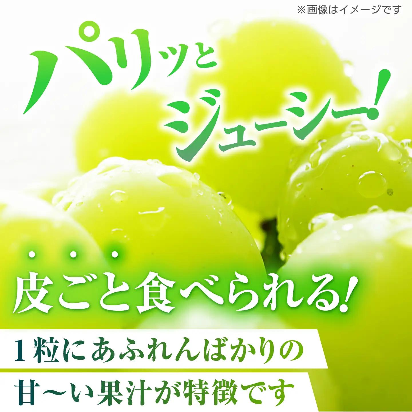 【先行予約】 訳あり シャインマスカット 切り落とし 約1kg  【合同会社 社方園】切り落とし ぶどう フルーツ 熊本県産 国産シャインマスカット [ZBZ006]