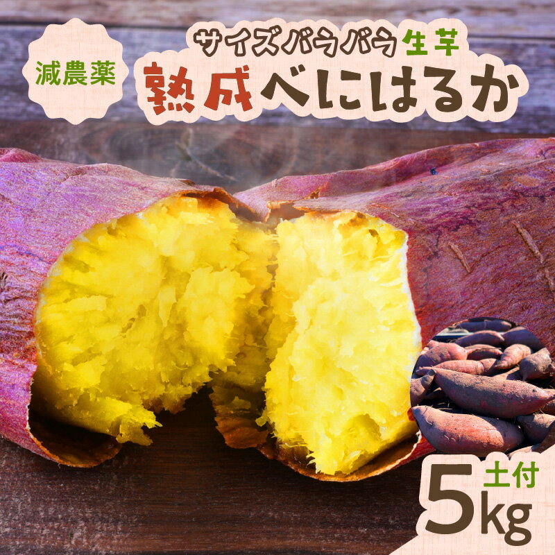 【ふるさと納税】 サイズバラバラ 熟成 べにはるか 生芋 5kg 土付き 紅はるか 芋 さつまいも 野菜 限定 期間限定 数量限定 おやつ 土付き 甘い しっとり 甘味 熟成 手軽 n-farm ふるさと納税 鹿児島 おすすめ ランキング プレゼント ギフト