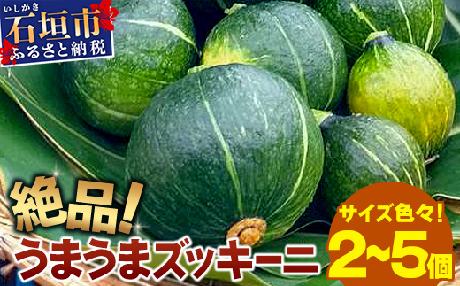 希少！「絶品うまうまズッキーニ」サイズ色々 2～5個 農薬を使わず、特許製法のシリカ水で栽培する特別な野菜 11月～3月順次発送【 沖縄県 石垣市 丸形 だるま型 ズッキーニ 野菜 夏野菜 冬野菜 南国 離島のいいもの 沖縄いいもの石垣島 】OI-12