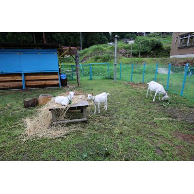 ふるさと納税 十日町市 【大地の芸術祭】参加作家によるドローイング作品 「走るやぎ」田島征三 |  | 01