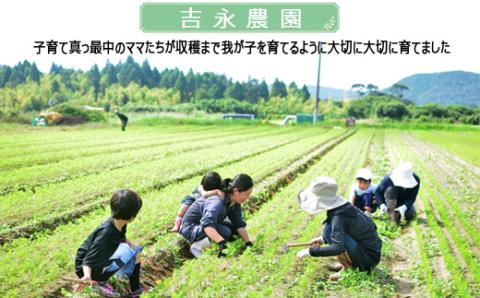 ZS-715 【訳あり】【数量限定】ママたちの想いをギュッ！薩摩で育ったほくほくじゃがいも（ニシユタカ） 10kg