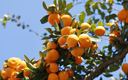 【先行予約】訳あり 清見オレンジ計5kg ※離島への配送不可（2026年3月上旬頃より順次発送予定） IKTAC008