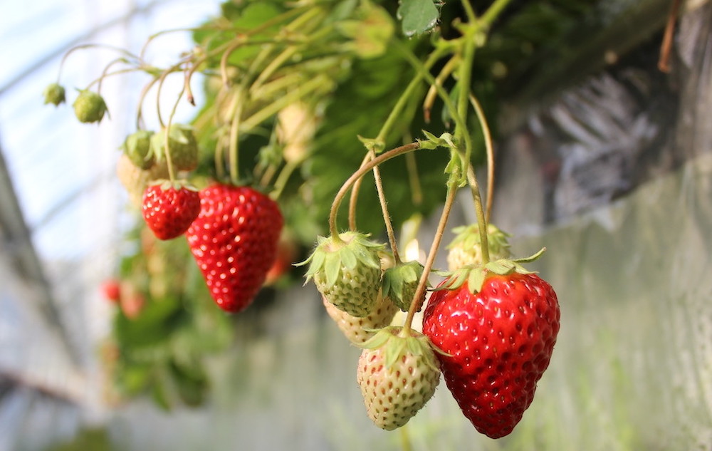 【先行予約＿2026年出荷分】完熟冷凍イチゴ　3kg（約11.4パック相当）恋みのり、かおり野　から厳選　【 いちご 果物 フルーツ 苺 イチゴ 冷凍 果物 フローズン くだもの 大容量 静岡県産 期