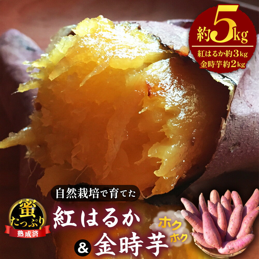 【ふるさと納税】 自然栽培で育てた蜜たっぷり紅はるか＆ホクホク金時芋　☆熟成済☆ 約5kg ／ 無農薬 新鮮 国産野菜 無化学肥料 さつまいも サツマイモ 送料無料 山口県 No.223