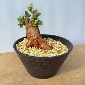 ケラリア・ピグマエア (発根管理済) A016｜観葉植物 コーデックス 盆栽 鉢植え インテリア ハコネコ [0669]