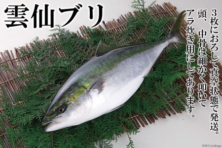 雲仙ブリ 1本 処理済み 真空パック [田中鮮魚店 長崎県 雲仙市 item2167] ぶり ブリ 鰤 パック済み