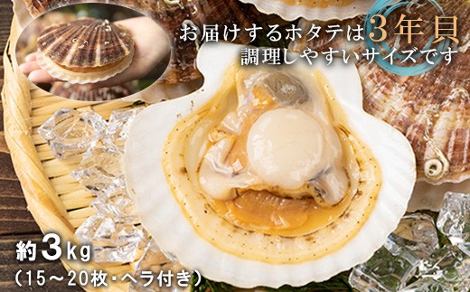 【先行予約】北海道 羽幌町産 殻付き活ホタテ 約3kg（15～20枚・ヘラ付き）