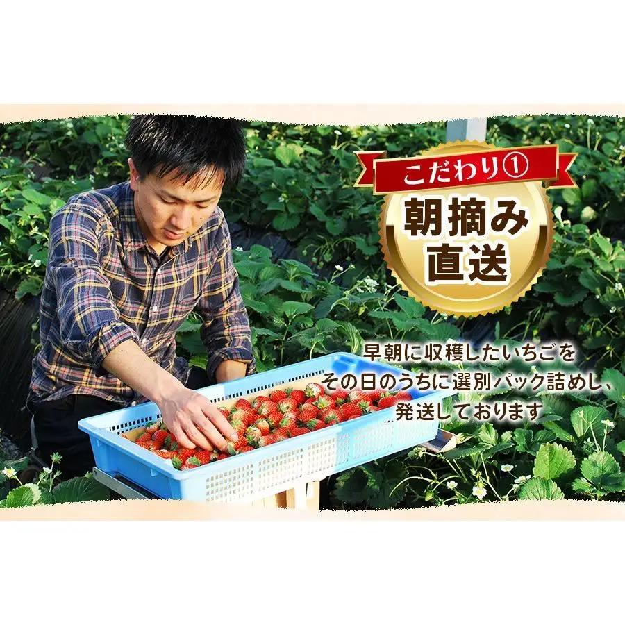 【2027年先行予約】元祖とちおとめ×白いちごミルキーベリー 食べ比べセット 560g