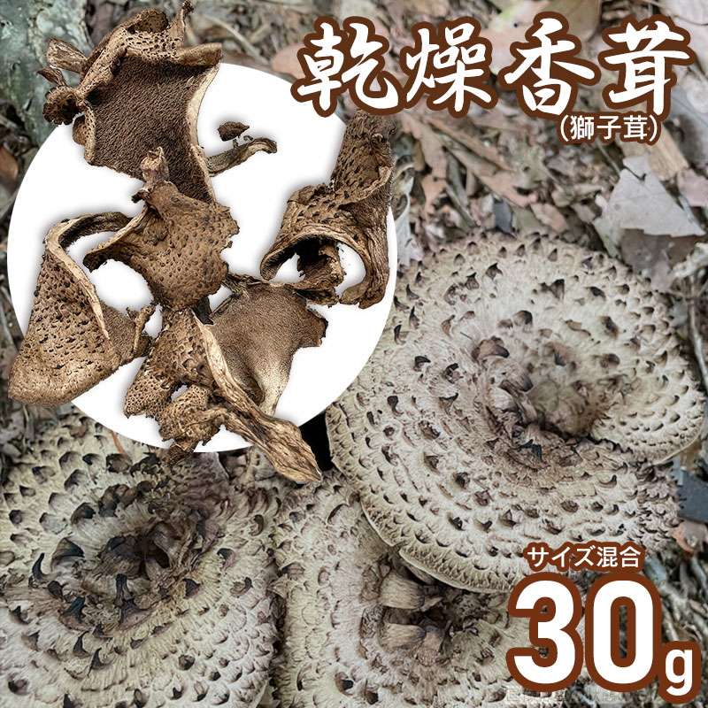 【ふるさと納税】乾燥香茸（獅子茸） 30g　サイズ混合　天日干し　山形県鶴岡市産　【発送時期：4月1日〜7月15日頃】 きのこ わかば屋