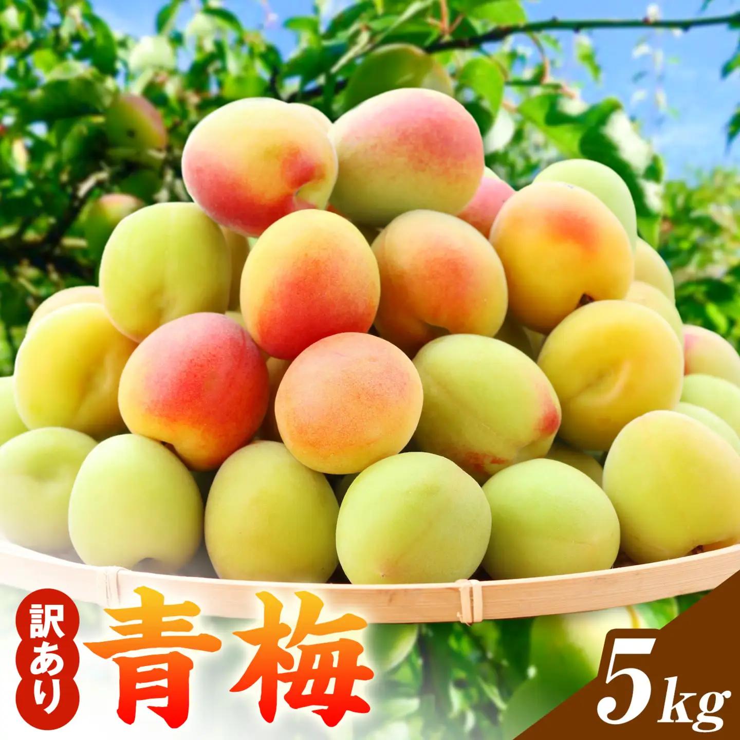 梅 訳あり 青梅 5kg 