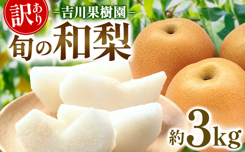 【先行予約（2026年発送分）】【訳あり】旬の和梨　約３kg【吉川果樹園】｜梨 ナシ こだわりの梨 フルーツ 果物 旬の梨 宮城県角田市 約3kg