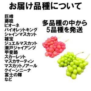 ＜2026年発送先行予約＞山梨県南アルプス産 ぶどう狂い 【シャインマスカットを含む旬のぶどう５種】旬を迎えた順から発送 【定期便 約1ｋｇ 全5回】 ALPAH018