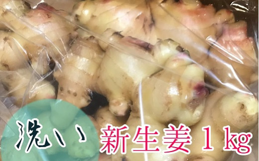 自然農 新生姜１kg（洗いショウガ）皮まで食べられる 甘酢漬け ガリ 農薬肥料不使用 レシピ付き【R00248】
