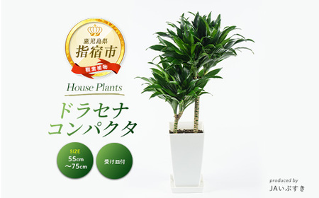 2026年4月上旬～発送【観葉植物】ドラセナ・コンパクタ 55cm～75cm(JAいぶすき/018-2018) 観葉植物 植物 グリーン 鉢 おしゃれ 大型 インテリア 室内 開店祝い 新築祝い 引越し祝い オフィス ギフト マイナスイオン コンパクト 【配送不可地域：北海道・沖縄県・離島】