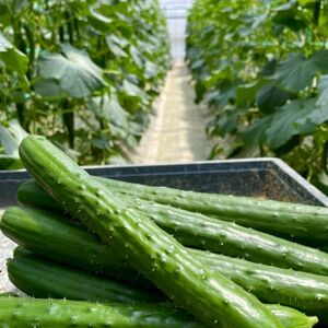 【産直】千葉県旭市産　奈良ファーム新鮮きゅうり50本　贈答にも【配送不可地域：離島】【1424420】