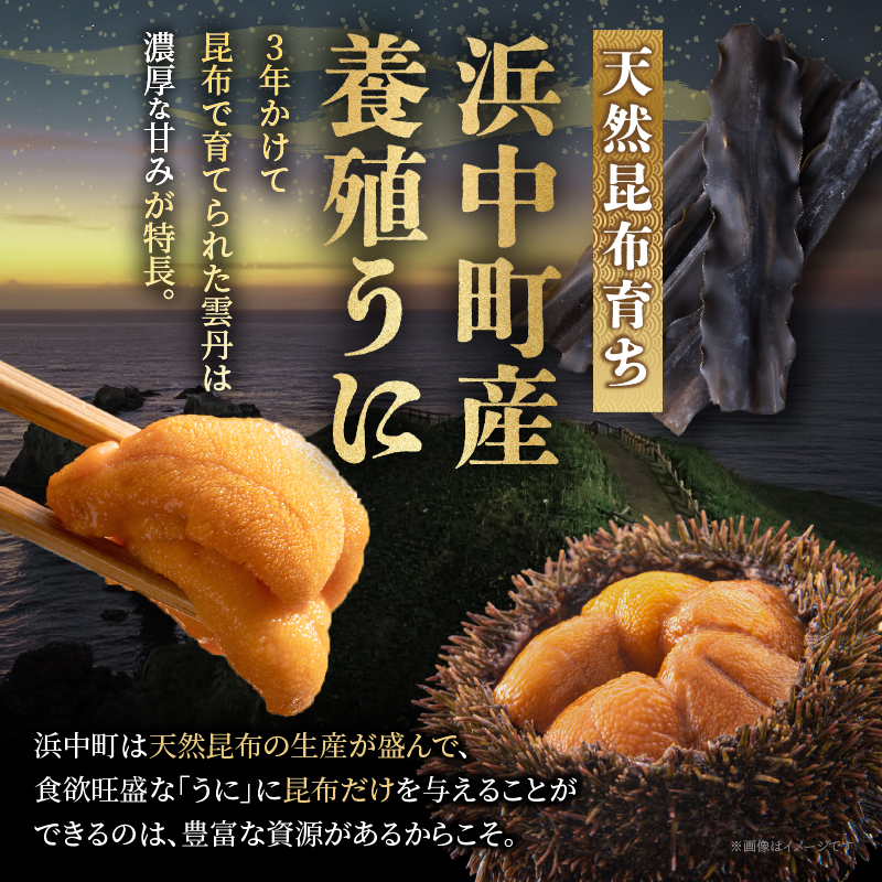 ≪浜中養殖≫蝦夷バフンウニ(100g)折箱入り　100g×一折り_H0038-108