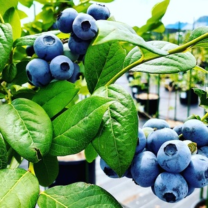 【2024年先行予約】6月～7月発送！大きく甘い、完熟ハイブッシュブルーベリー　500g（250g×2パック）