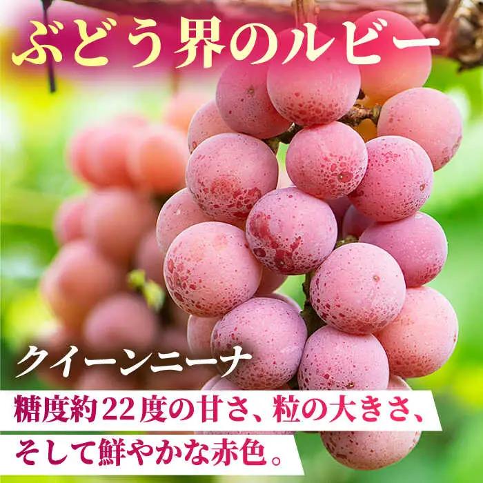 【2026年発送先行予約】食べ比べセット 約600g（シャインマスカット ＆ クイーンニーナ 各一房）【合同会社 社方園】[ZBZ036]