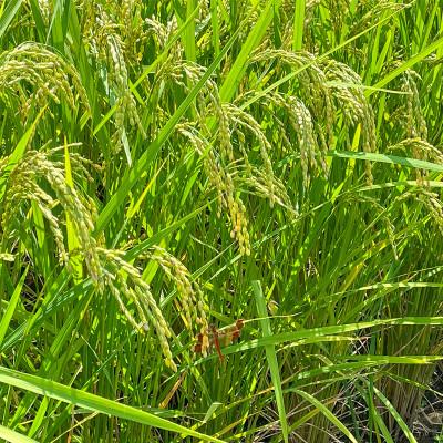 ふるさと納税 十日町市 【毎月定期便】魚沼産コシヒカリ【精米】5kg全10回 |  | 03